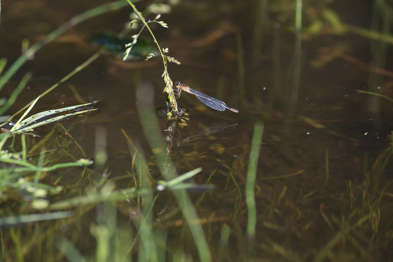 Blue-tailed Damselfly